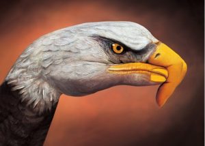 8-GUIDO DANIELE - Bald eagle